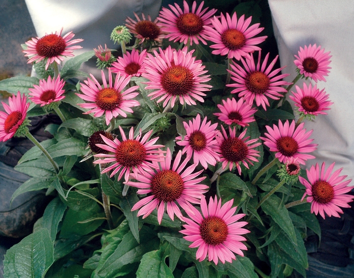 Coneflower - Echinacea purpurea 'Lilliput' Coneflower - Echinacea purpurea 'Lilliput'