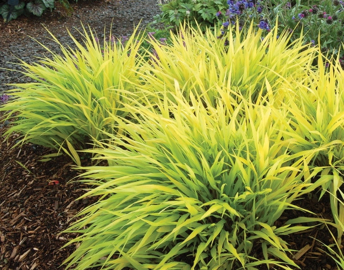 Japenese Forest Grass - Hakonechloa macra 'All Gold' Japenese Forest Grass - Hakonechloa macra 'All Gold'