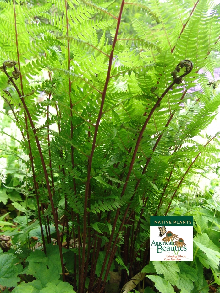 Red Lady Fern - Athyrium filix-femina 'Lady in Red'