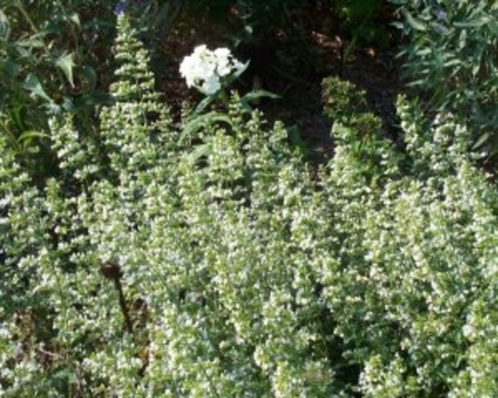 Lesser Calamint - Calamintha nepeta ssp. glandulosa 'White Cloud' Lesser Calamint - Calamintha nepeta ssp. glandulosa 'White Cloud'