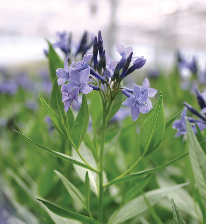 Blue Star - Amsonia 'Blue Ice' Blue Star - Amsonia 'Blue Ice'