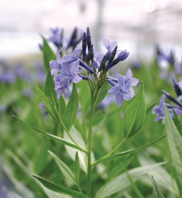 Blue Star - Amsonia 'Blue Ice'