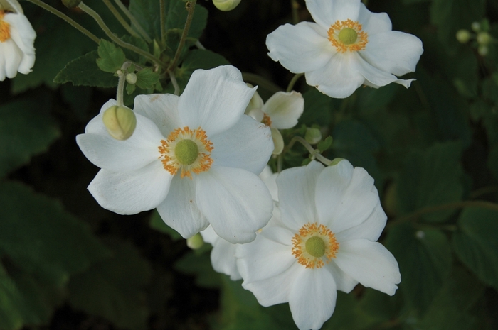 Windflower - Anemone x hybrida 'Honorine Jobert' Windflower - Anemone x hybrida 'Honorine Jobert'