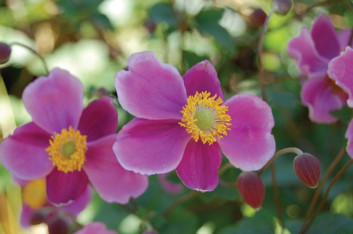 Windflower - Anemone 'September Charm'