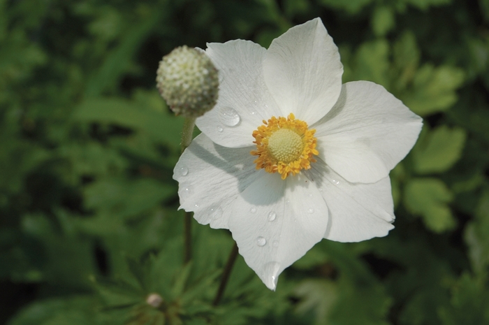 Windflower - Anemone sylvestris