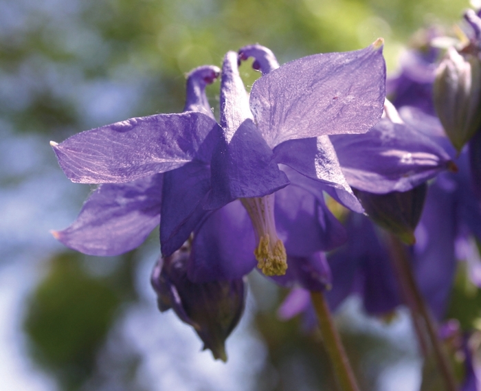 Columbine - Aquilegia alpina