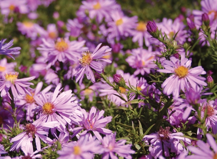 Aster - Aster novi-belgii 'Wood's Pink' Aster - Aster novi-belgii 'Wood's Pink'