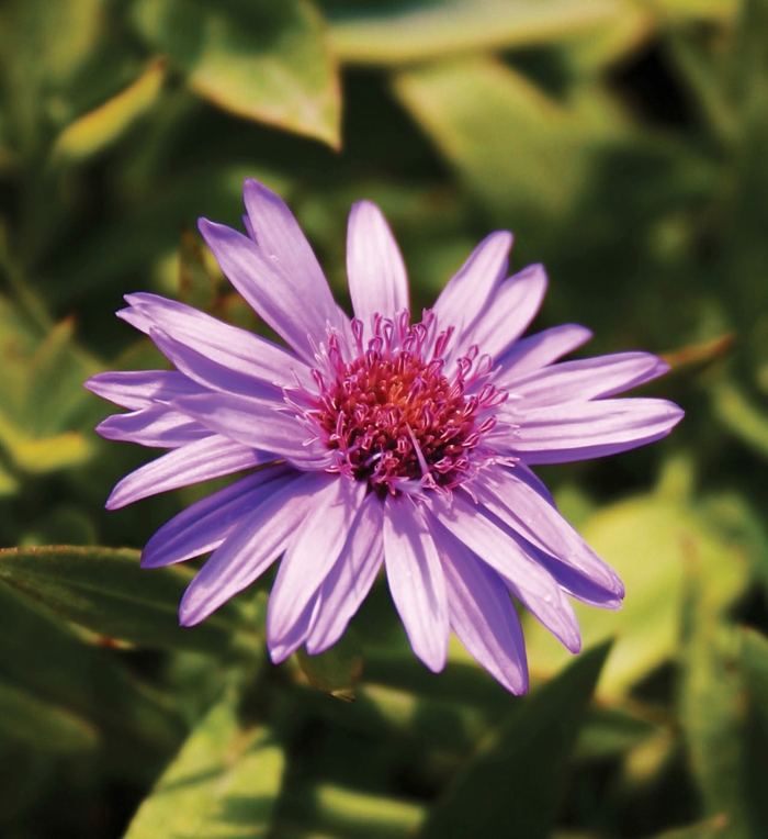 Aster - Aster novi-belgii 'Wood's Purple' Aster - Aster novi-belgii 'Wood's Purple'