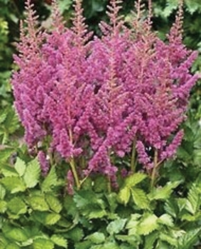 False Spirea - Astilbe chinensis 'Visions in Pink' False Spirea - Astilbe chinensis 'Visions in Pink'