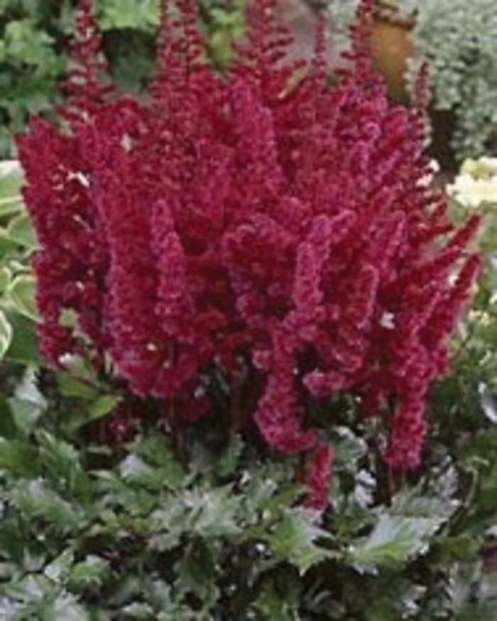 False Spirea - Astilbe chinensis 'Visions in Red'