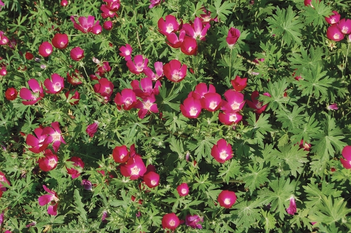 5.5" Container Purple Poppy Mallow-Native Plant Callirhoe involucrata