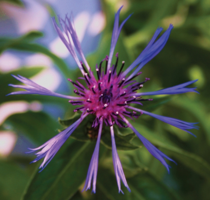 Bachelor's Button-Perennial - Centaurea montana 'Blue'