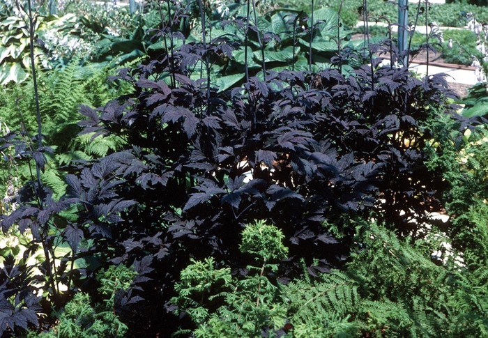 Bugbane - Cimicifuga ramosa 'Hillside Black Beauty'