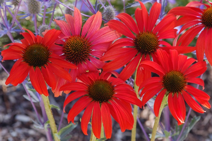 Coneflower - Echinacea 'Tomato Soup'