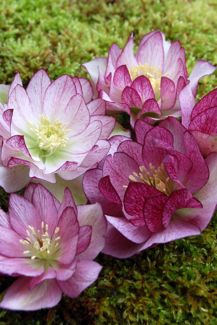 Lenten Rose - Helleborus x hybridus 'Peppermint Ice'