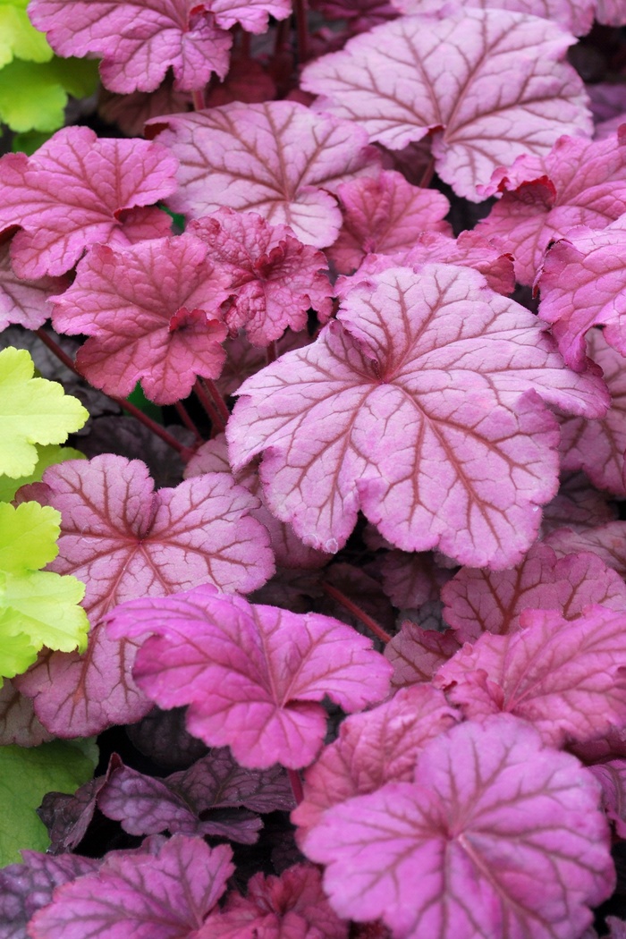 Coral Bells - Heuchera 'Berry Smoothie' Coral Bells - Heuchera 'Berry Smoothie'