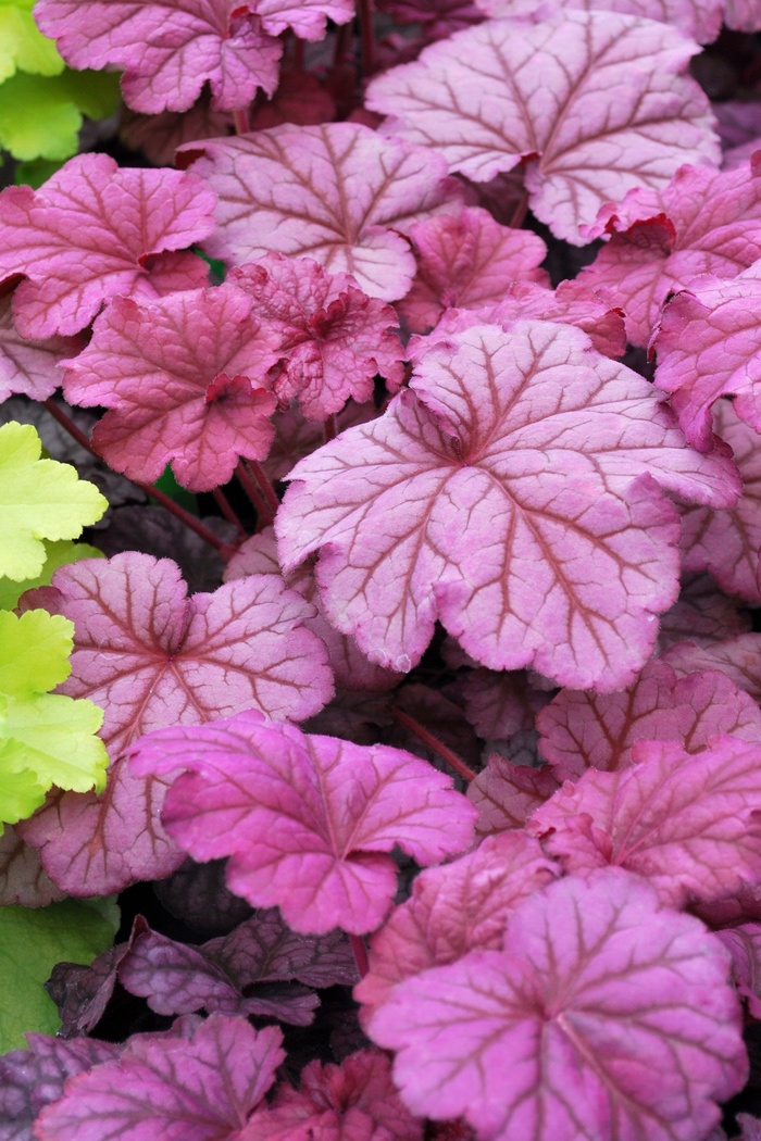 Coral Bells - Heuchera 'Berry Smoothie'