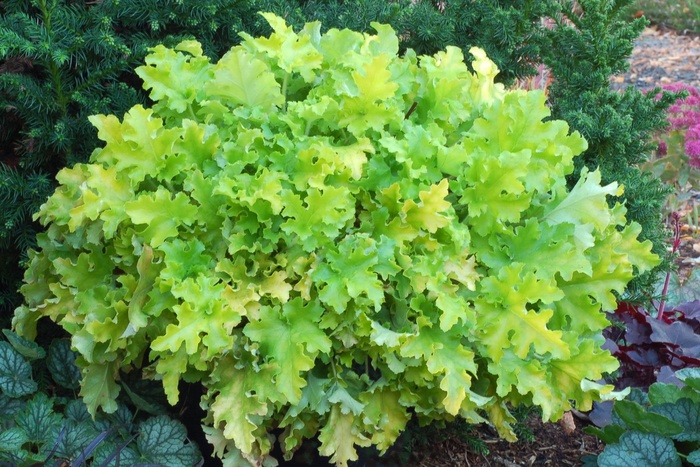 Coral Bell - Heuchera 'Lime Marmalade' Coral Bell - Heuchera 'Lime Marmalade'