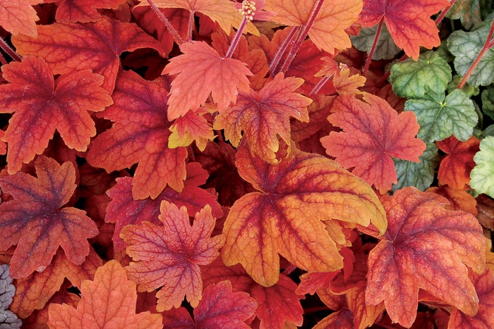 Foamy Bells - Heucherella 'Sweet Tea'