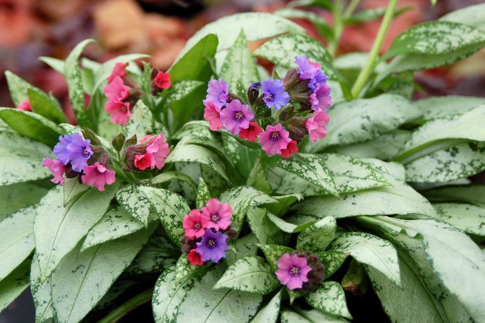 Lungwort - Pulmonaria 'Silver Bouquet' Lungwort - Pulmonaria 'Silver Bouquet'