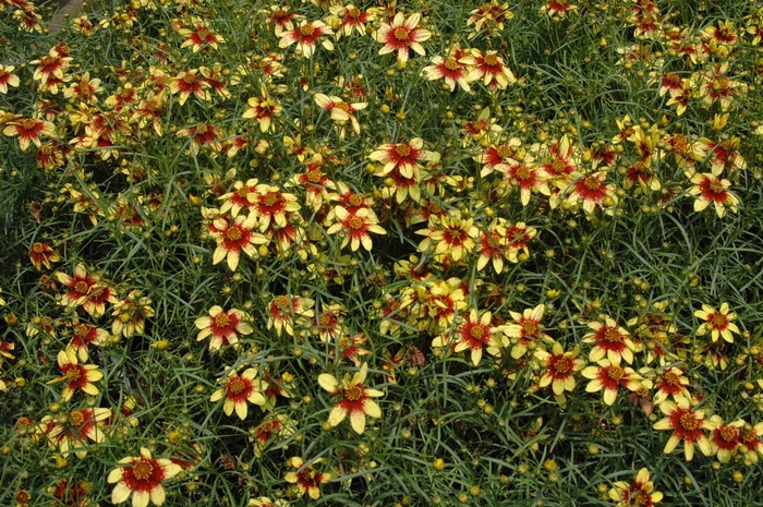 Tickseed - Coreopsis verticillata 'Route 66' Tickseed - Coreopsis verticillata 'Route 66'