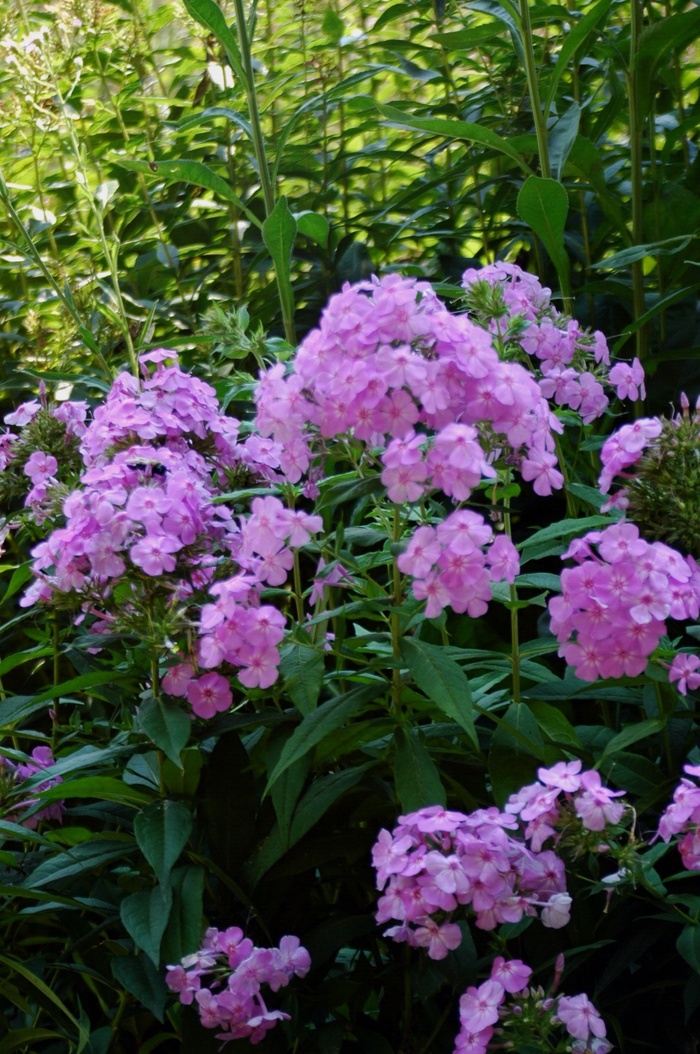 Garden Phlox - Phlox paniculata 'David's Lavender'