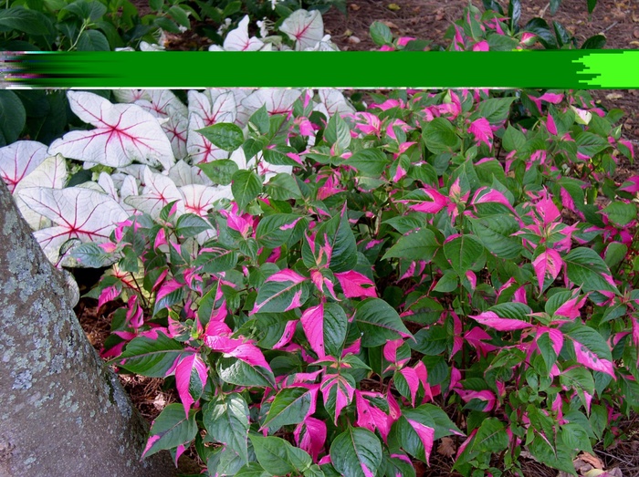 Alternanthera - Alternanthera 'Partytime' Alternanthera - Alternanthera 'Partytime'