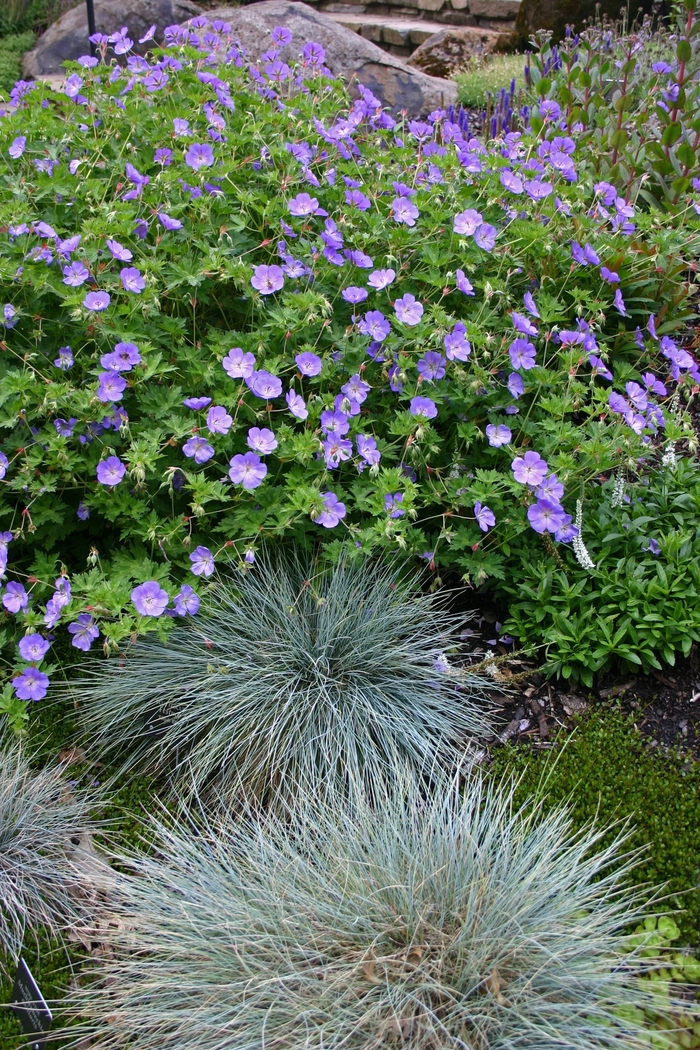 Cranesbill - Geranium 'Rozanne'