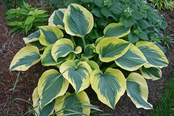 Plantain Lily - Hosta 'Liberty'