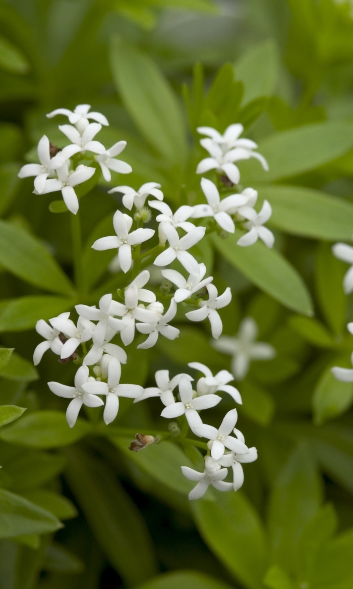 Sweet Woodruff - Galium odoratum Sweet Woodruff - Galium odoratum