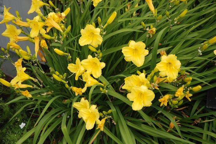 Daylily - Hemerocallis 'Happy Returns' Daylily - Hemerocallis 'Happy Returns'