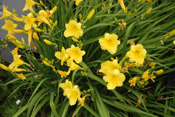 Daylily - Hemerocallis 'Happy Returns'