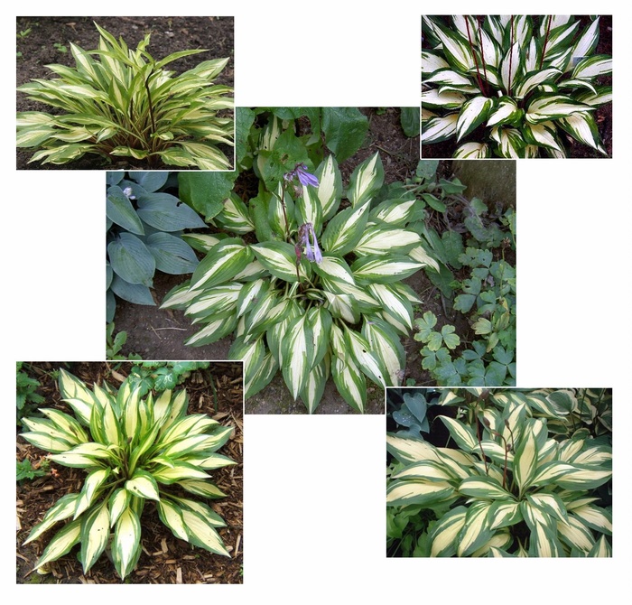 Plantain Lily - Hosta 'Cherry Berry'