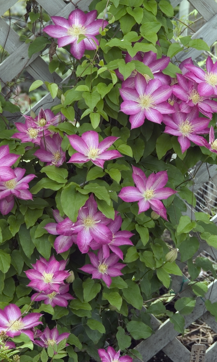 Clematis - Clematis 'Asao' Clematis - Clematis 'Asao'