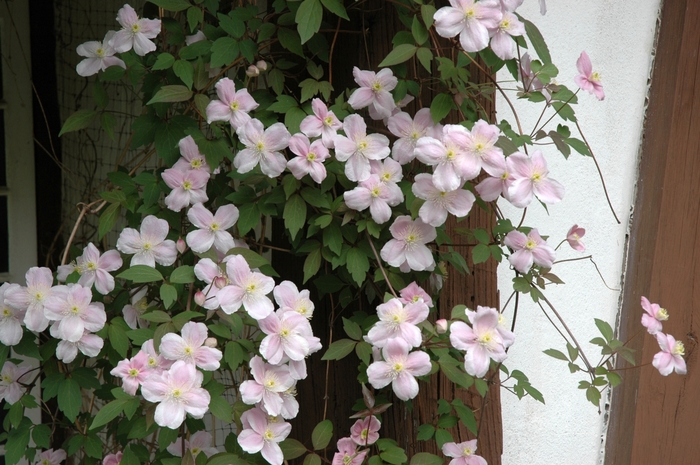 Clematis - Clematis montana 'Mayleen'