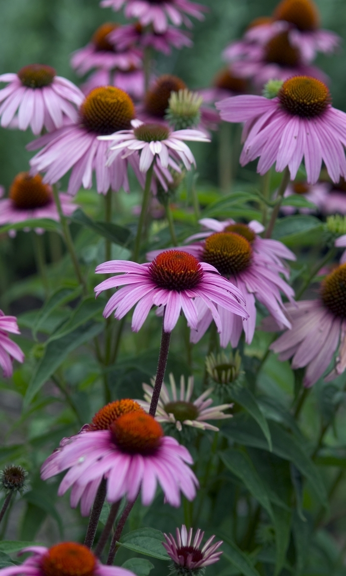 Coneflower - Echinacea 'Magnus' Coneflower - Echinacea 'Magnus'