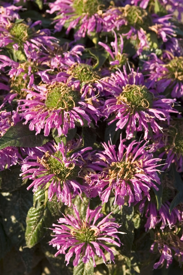 Bee Balm - Monarda didyma 'Grand Parade™ '' Bee Balm - Monarda didyma 'Grand Parade™ ''