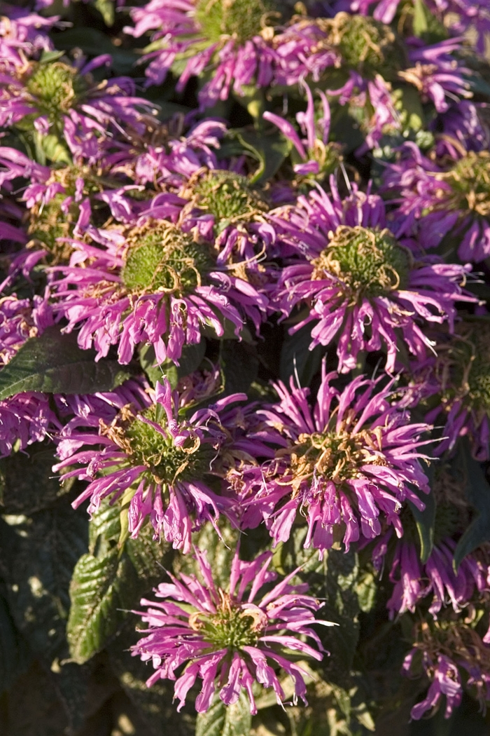 Bee Balm - Monarda didyma 'Grand Parade™ ''