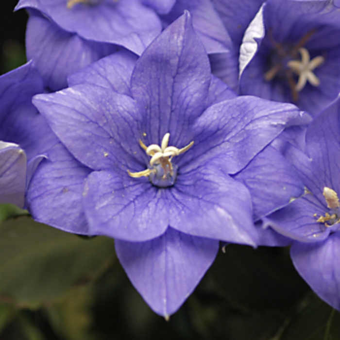 Balloon flower - Platycodon grandiflorus 'Double Blue' Balloon flower - Platycodon grandiflorus 'Double Blue'