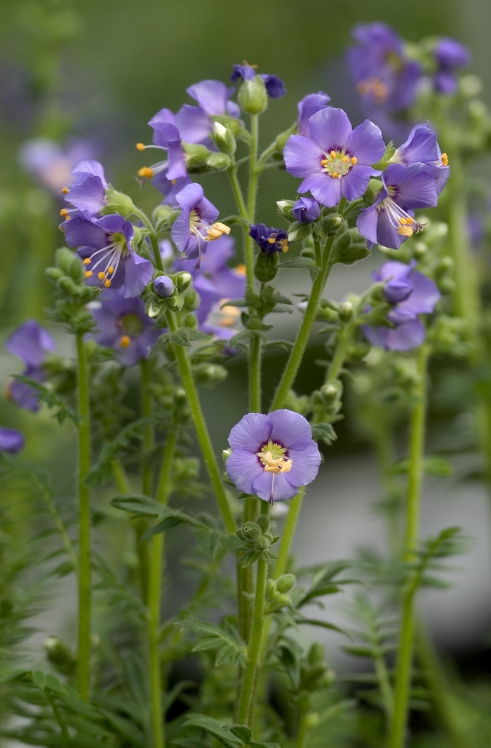 Jacob's Ladder - Polemonium boreale 'Heavenly Habit'