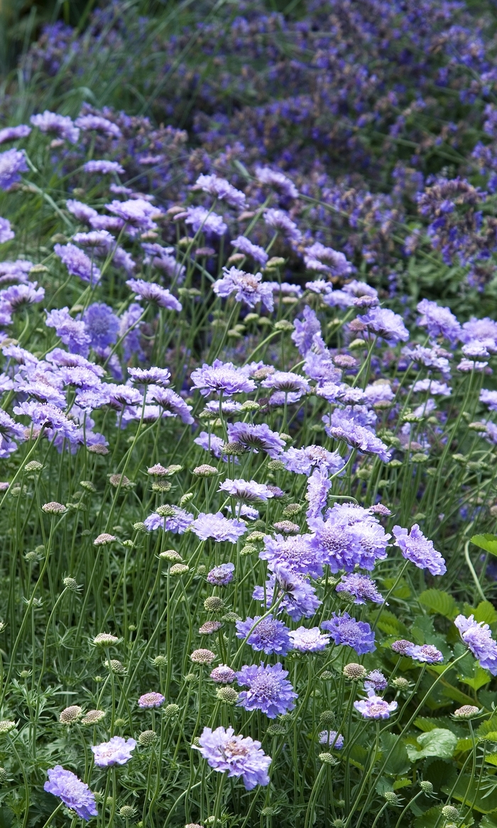 Pincushion Flower - Scabiosa columbaria 'Butterfly Blue' Pincushion Flower - Scabiosa columbaria 'Butterfly Blue'