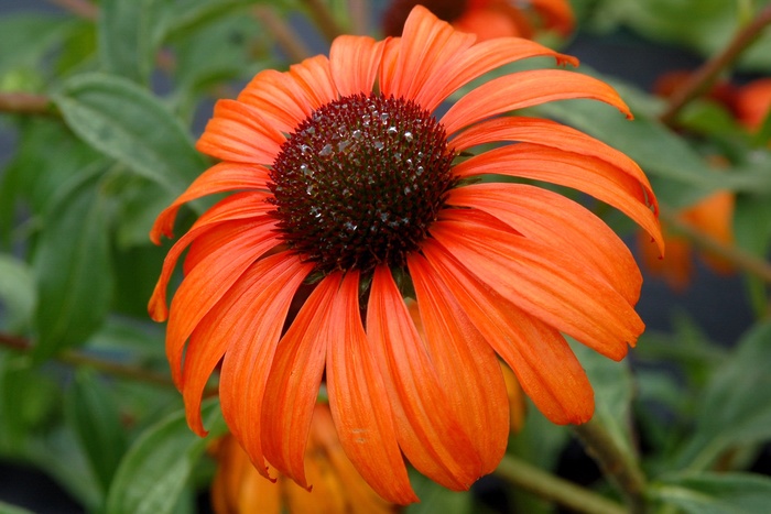 Coneflower - Echinacea 'Tangerine Dream'