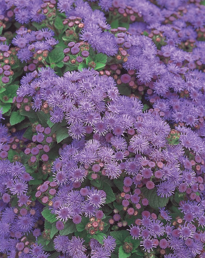 Artist® Alto Blue - Ageratum hybrid 'Artist Blue' Artist® Alto Blue - Ageratum hybrid 'Artist Blue'
