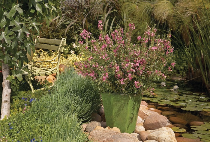 Angelface™ Perfectly Pink - Angelonia hybrid