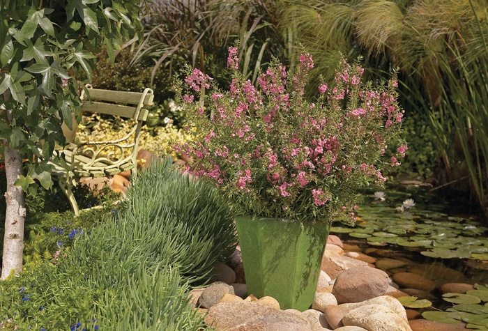 Angelface™ Perfectly Pink - Angelonia hybrid Angelface™ Perfectly Pink - Angelonia hybrid