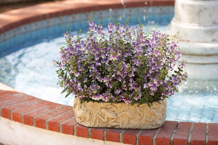 Summer Snapdragon - Angelonia angustifolia 'Angelface™ Wedgewood Blue' Summer Snapdragon - Angelonia angustifolia 'Angelface™ Wedgewood Blue'