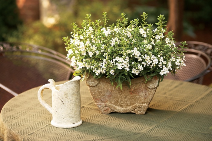 Angelface™ White - Angelonia angustifolia hybrid