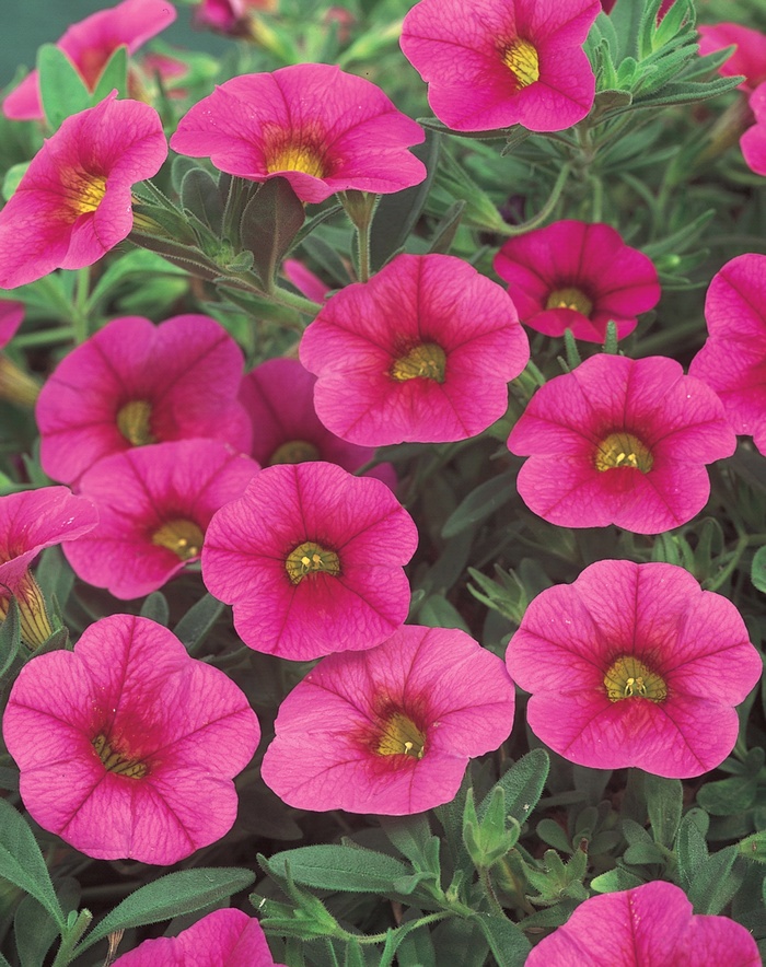 Superbells® Cherry Red - Calibrachoa 'Cherry Red' US. 15,701 and Can. 2205 (Calibrachoa)