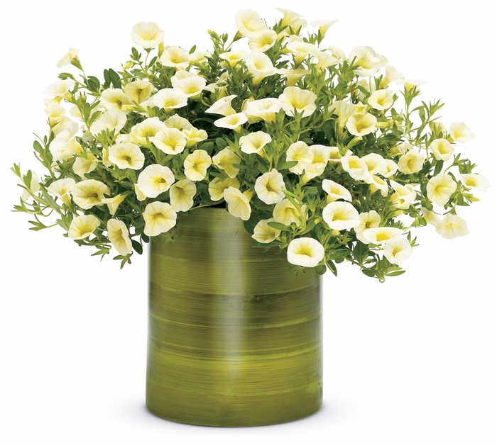 Calibrachoa - Calibrachoa hybrida 'Superbells Yellow Chiffon' Calibrachoa - Calibrachoa hybrida 'Superbells Yellow Chiffon'