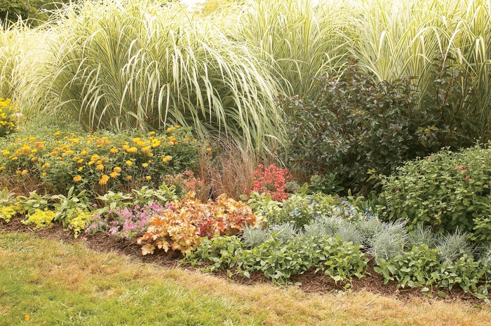 Graceful Grasses® 'Toffee Twist' - Carex flagellifera (Sedge) Graceful Grasses® 'Toffee Twist' - Carex flagellifera (Sedge)
